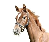 Kerbl Halfter Fohlenhalfter Eco, Leder Schwarz, 327041, 120 Stück (1er Pack)