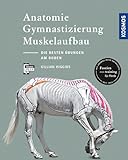 Anatomie, Gymnastizierung, Muskelaufbau: Die besten Übungen für Pferde am Boden