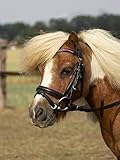 BUSSE Trense LITTLE