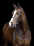 HKM Dina Halfter Schwarz Warmblut