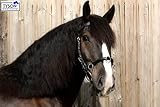 Tysons Breeches Kappzaum Leder Extra groß Kaltblut X-Full XX Full mit Gebiss Einhängung...