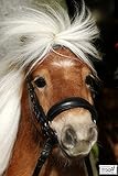 Hannoversche Trense Hanni Reithalfter Hannoveranisch Schwarz Leder Minishetty Mini Shetty Minipony...