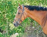 TdeT Gogue - dunkelhavana - Pony