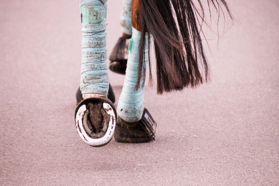 Bandagieren beim Pferd