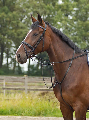 Busse Martingal Pferd