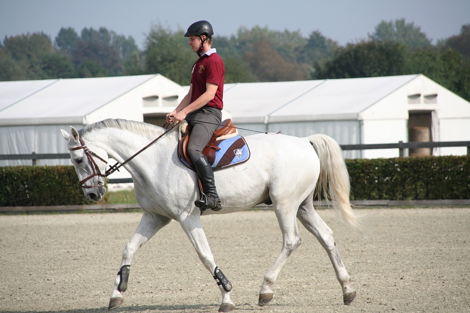 Dressurreiten