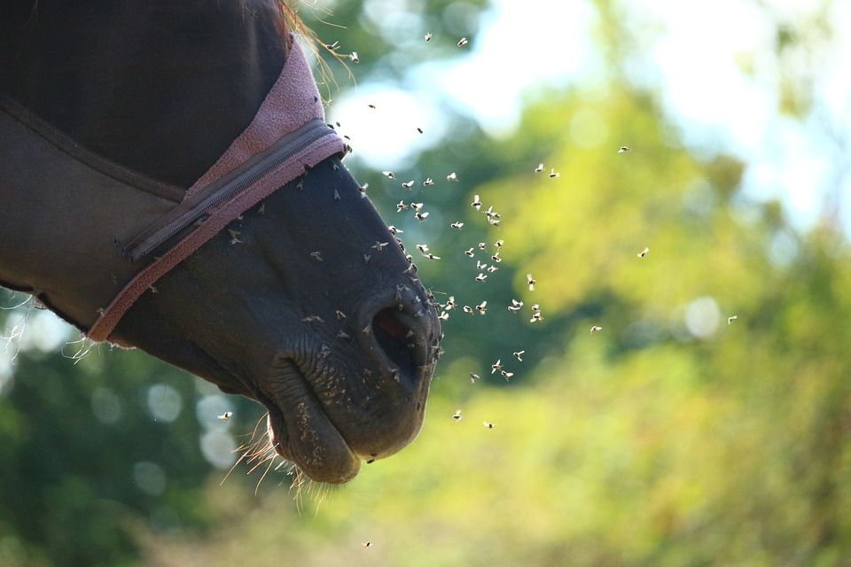 Fliegenmaske Pferd