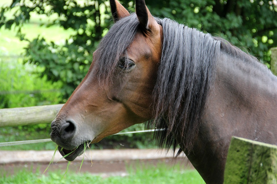 Hannoveraner Pferd