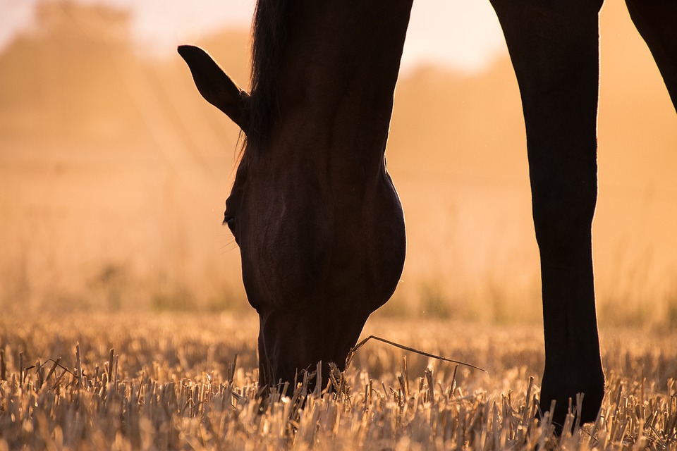 Pferd