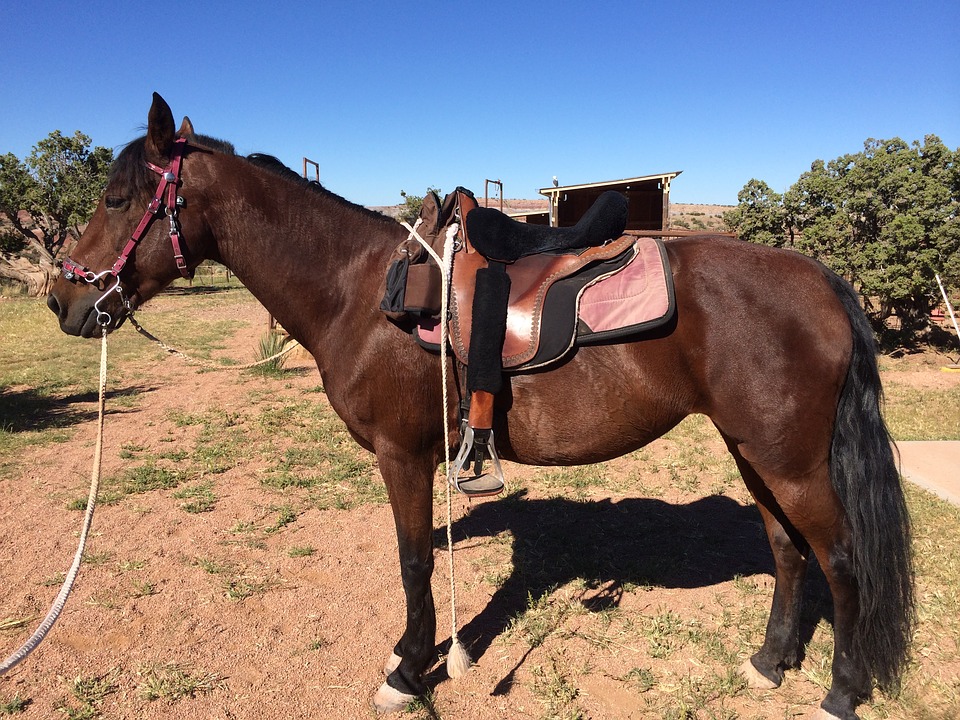 Pferd