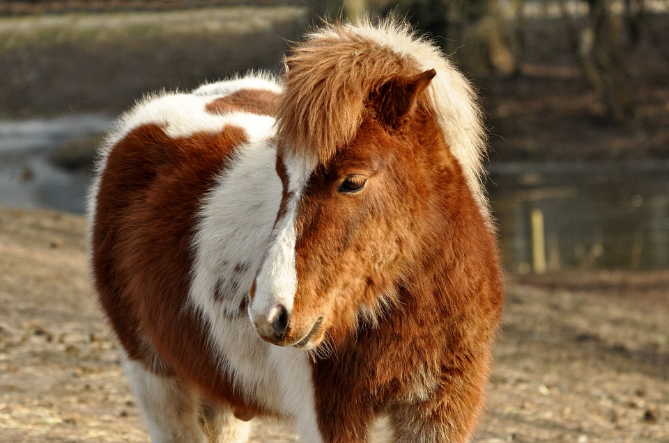 Pferd