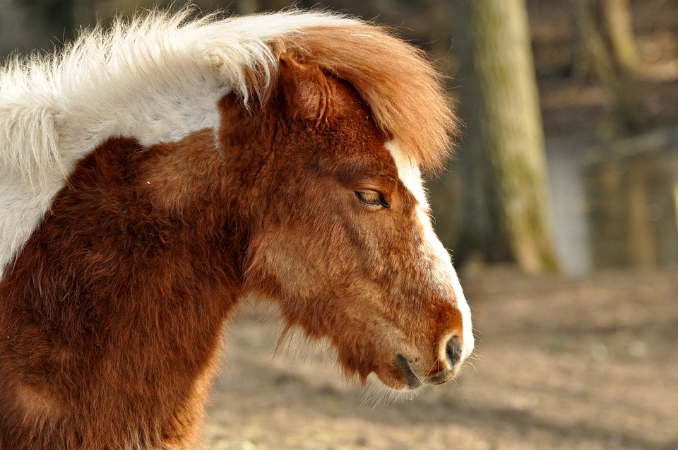 Pferd