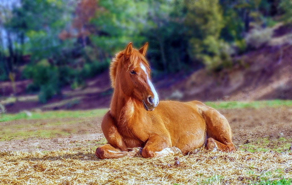Pferd