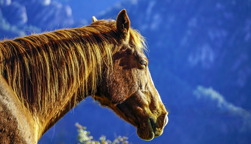 Pferd