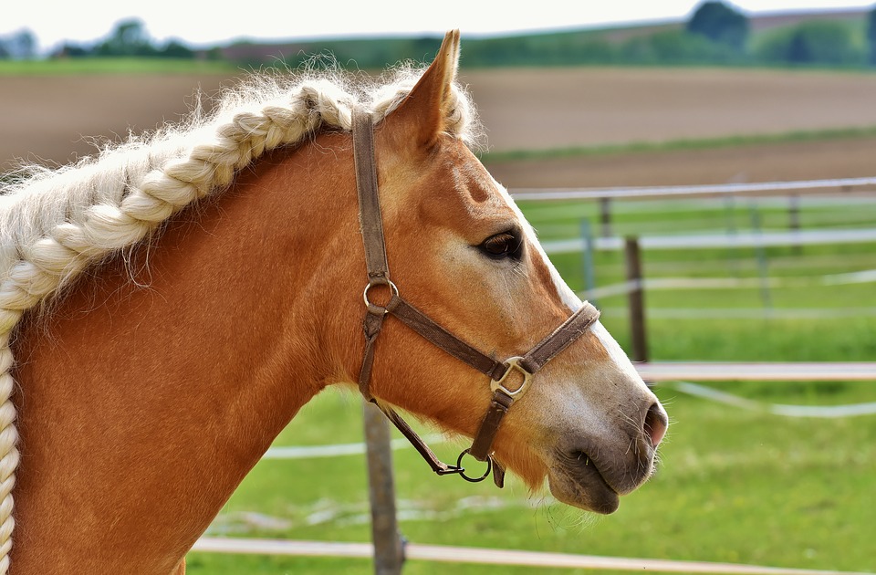 Pferd