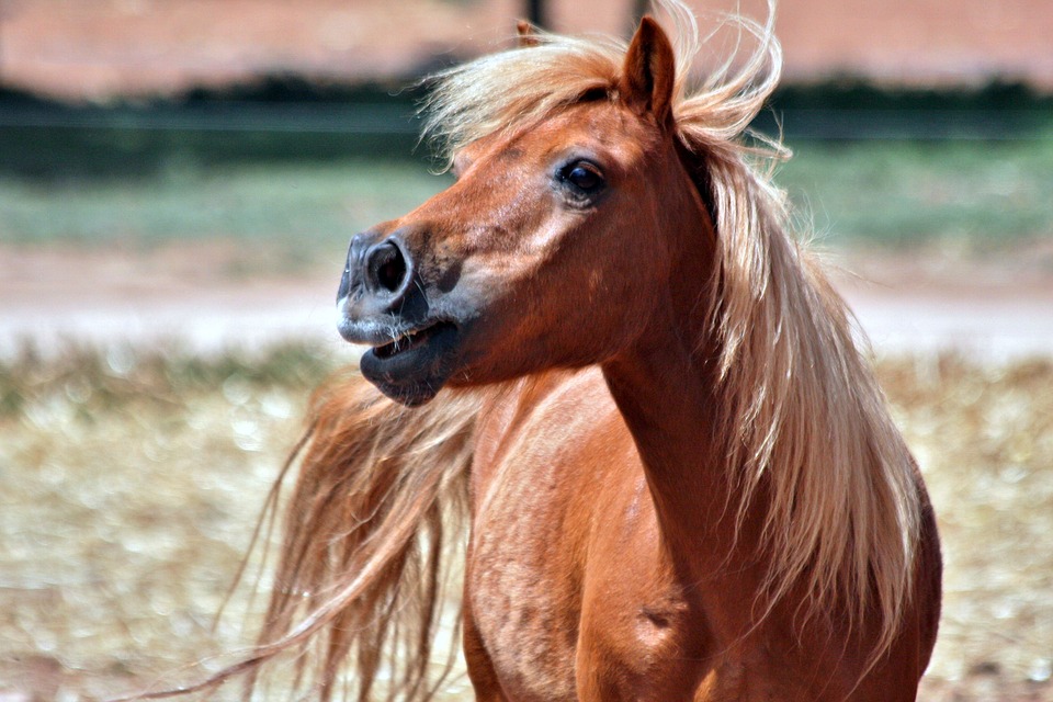 Pferd