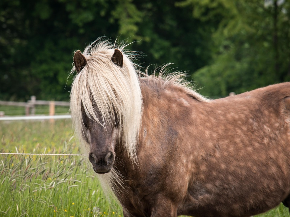 Pferd