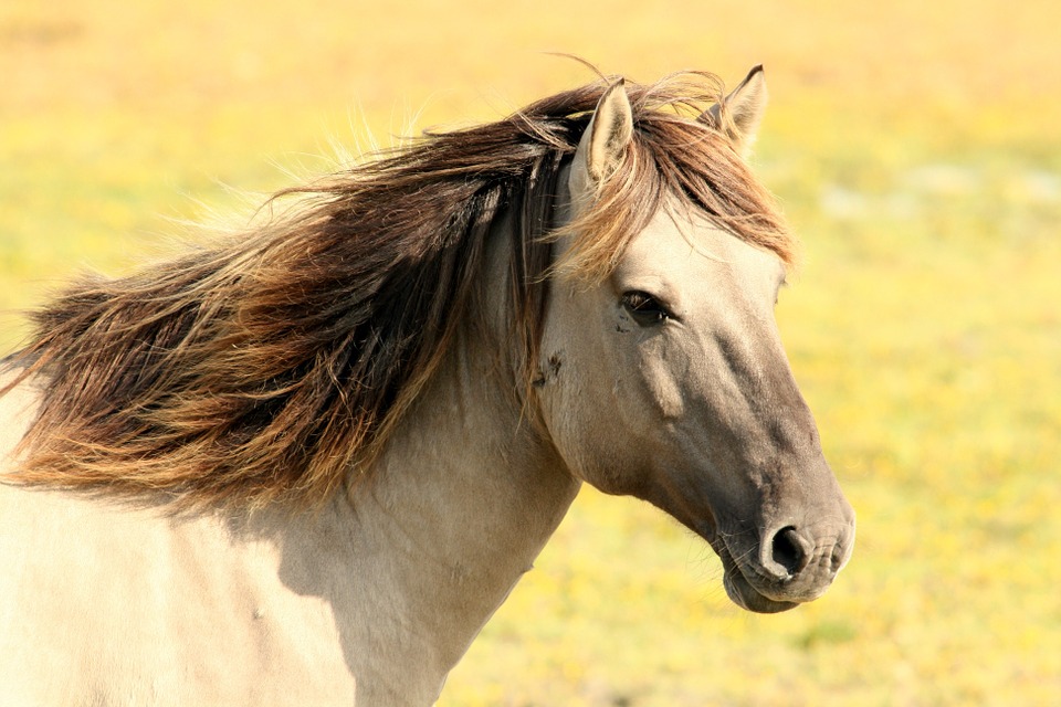 Pferd Natur