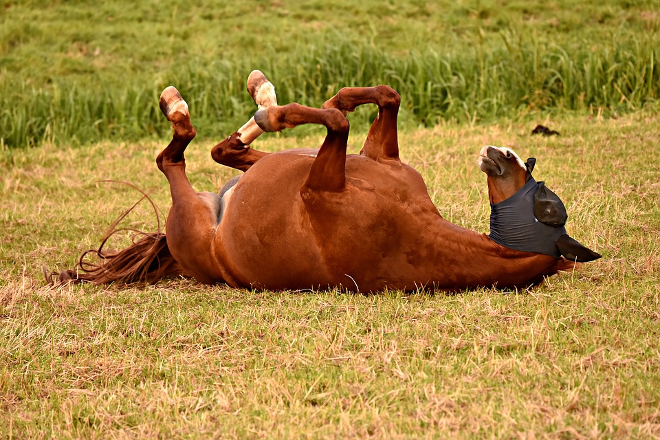 Pferd am Boden