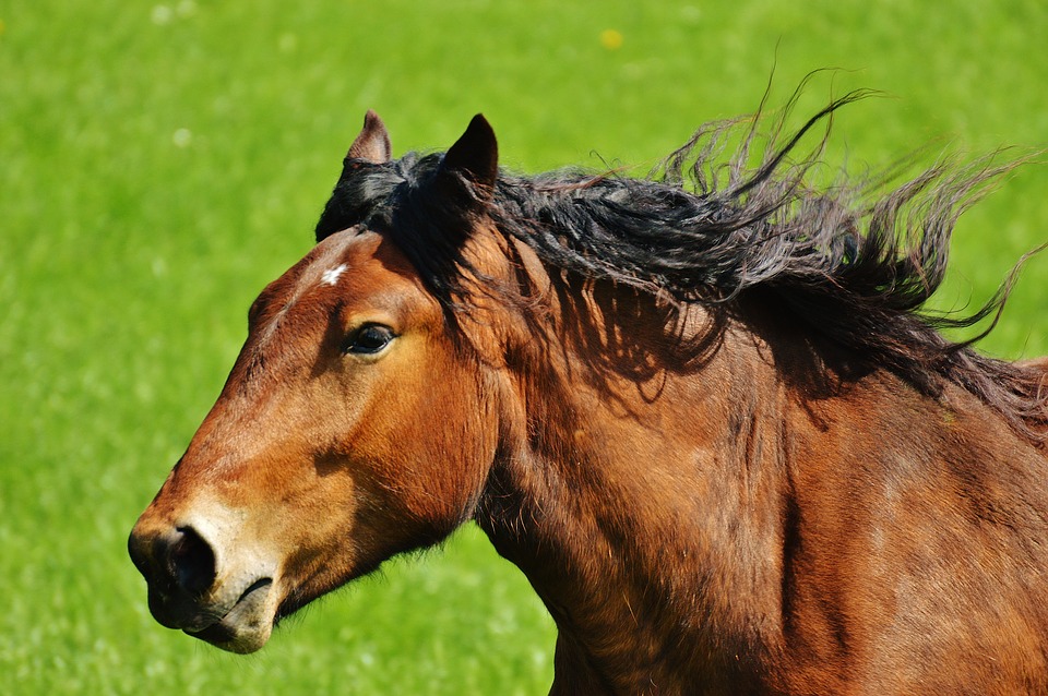 Pferd auf Wiese