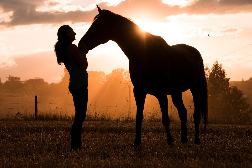 Pferd im Sonnenuntergang