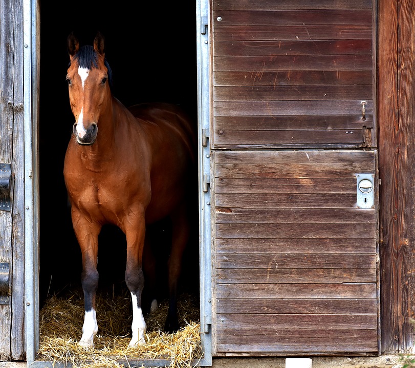 Pferd im Stall