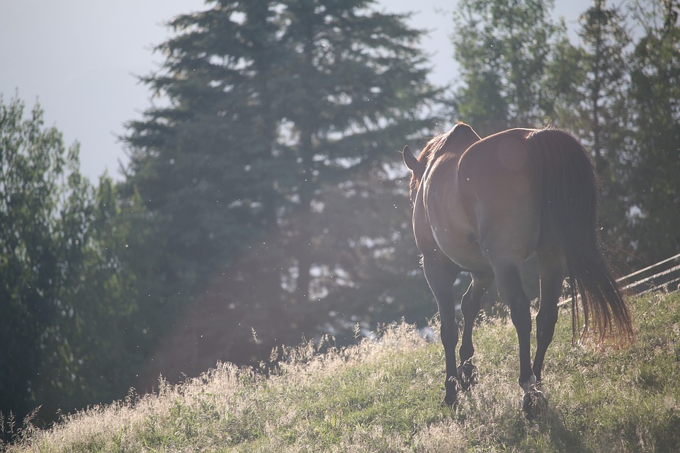 Pferd in der Natur