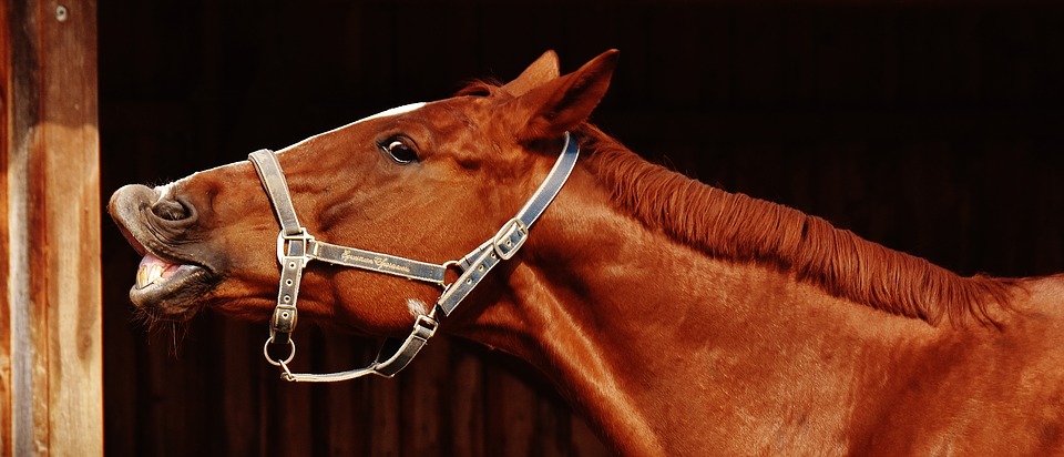 Pferd lustig