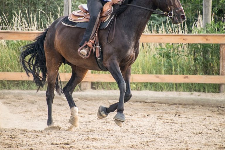 PFIFF Sottosella Western 'Wyatt' Per Pony - Colorato, Morbido E Resistente - Taglia Pony, Modello Nero