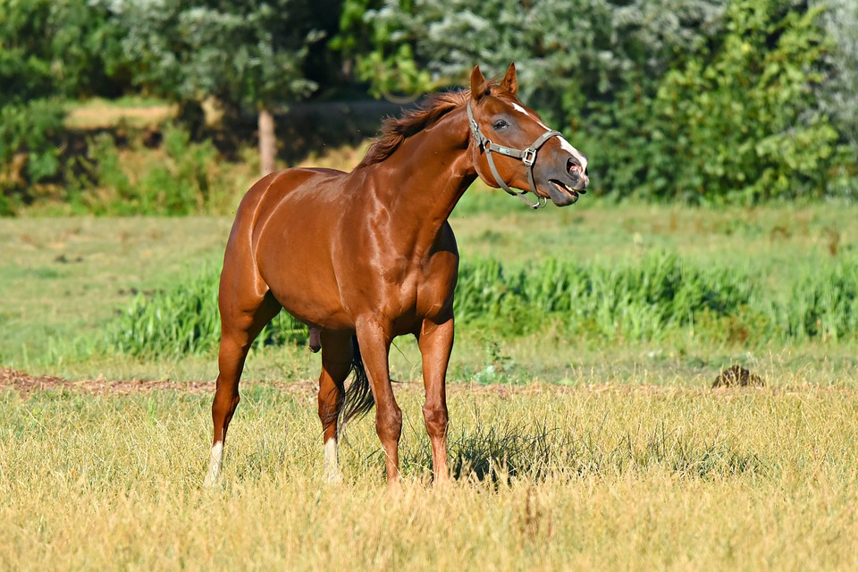 Pferdchen auf der Weide