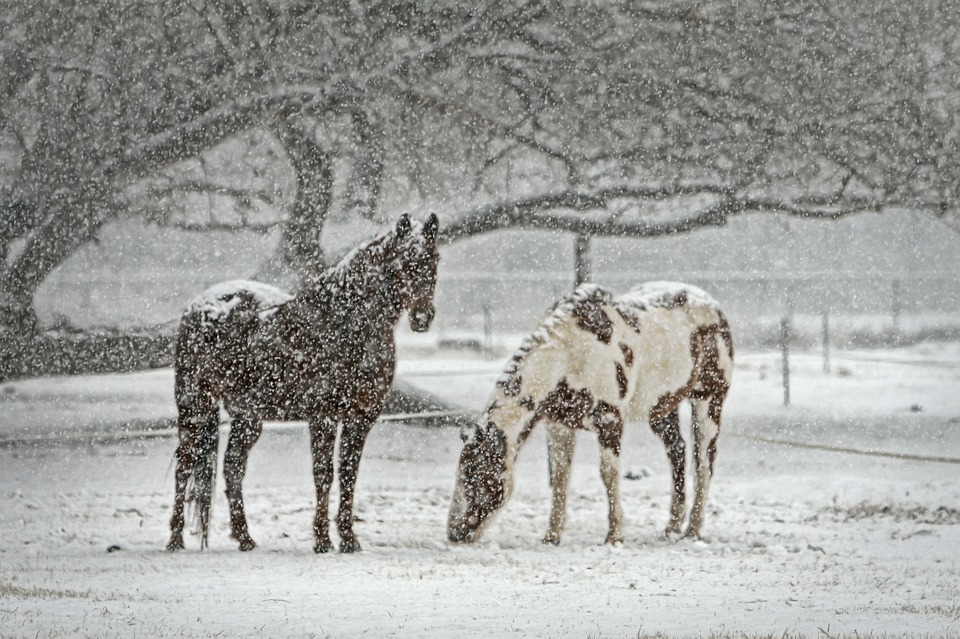 Pferde im Schnee