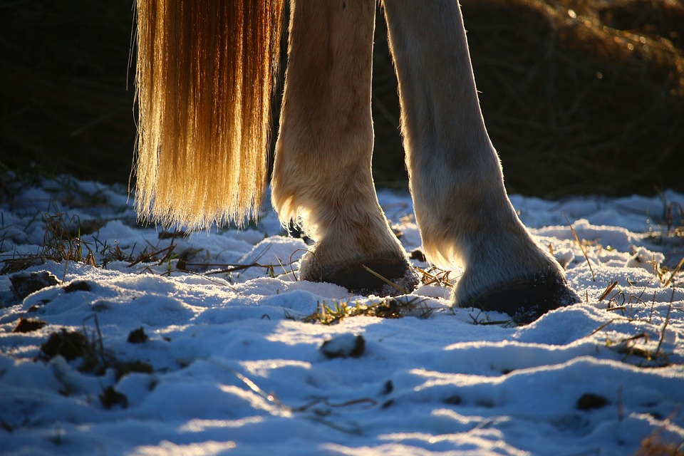 Reiten Winter
