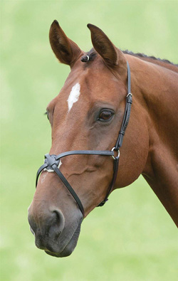 Shires mexikanisches Reithalfter