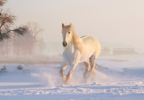 Winter Pferd