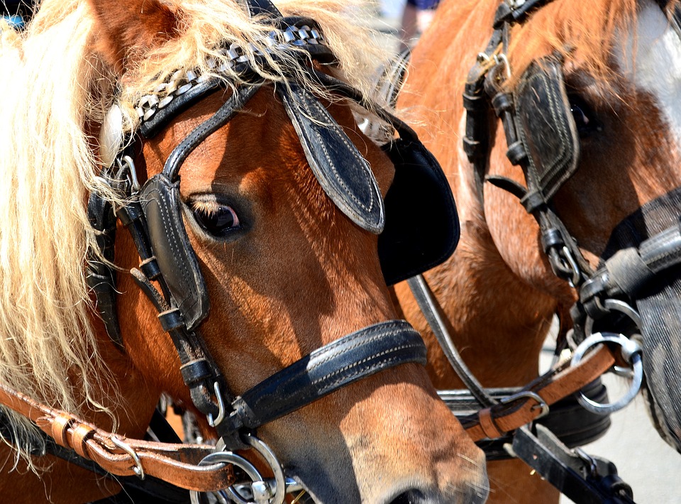 Zaumzeug Pferd