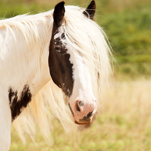 süßes Pony