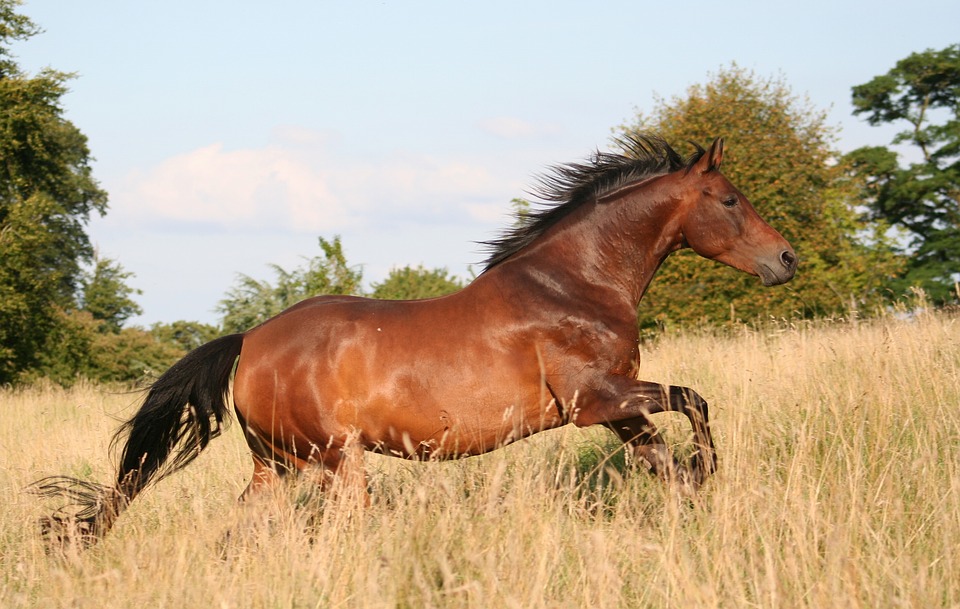 Muskelaufbau Pferd
