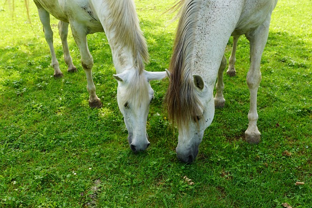 Pferd gesund